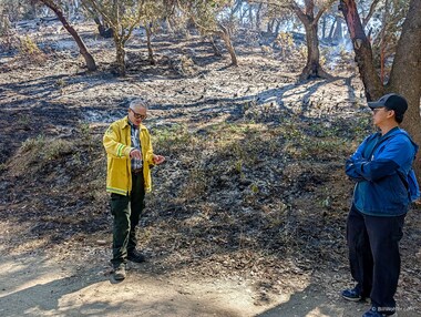 Carl tells us that pre-treatment involves limbing trees to keep the fire from moving into the canopy, and cutting small trees, madrones in this case, and creating piles away from trees. Those burnt piles cause the white circles we see in the burned area.
