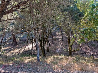 A prescribed burn occurred here last year.