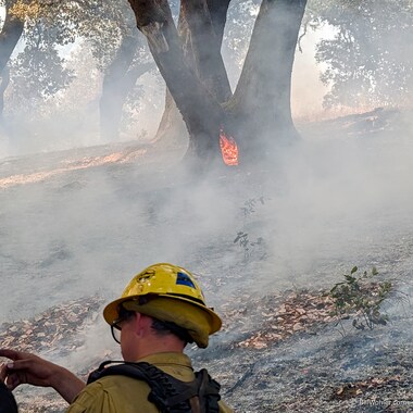 A rotten core inside of this madrone burns, and will likely accelerate the demise of the branch leaning towards us. We heard chainsaws and Carl explained that compromised trees were being felled for safety.