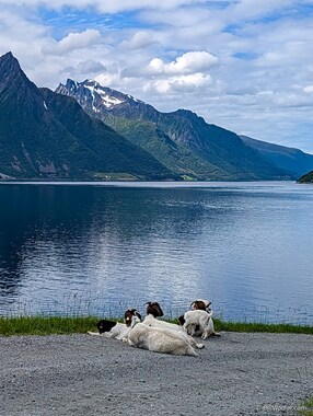 Goats hang out.