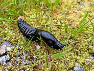 Black slug (Arion ater)