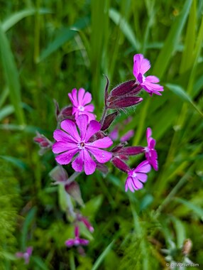 Red campion (Silene dioica)