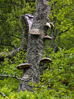 Hoof fungus (Fomes fomentarius)