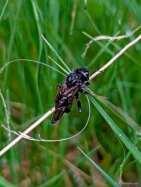 Club-horned sawflies (Family Cimbicidae)