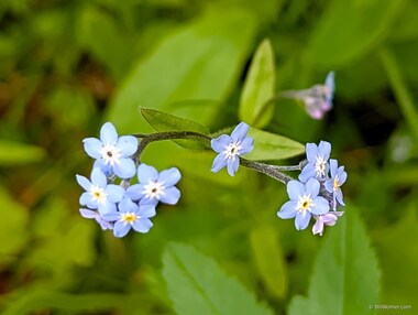 Forget-me-not (Genus Myosotis)