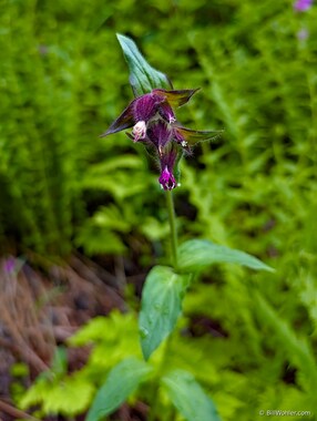 Red campion (Silene dioica)
