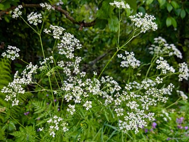 Cow parsley (Anthriscus sylvestris)