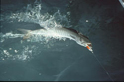 Barracuda: caught